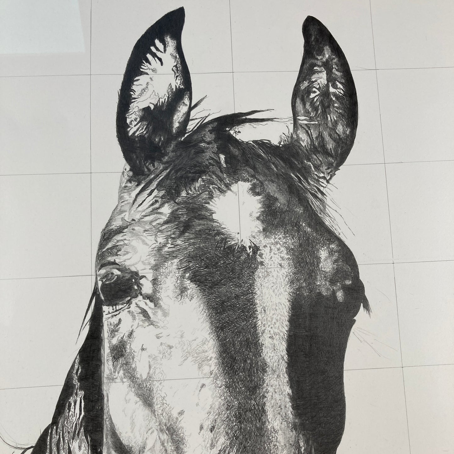 Calypso Original Conservation Framed Drawing