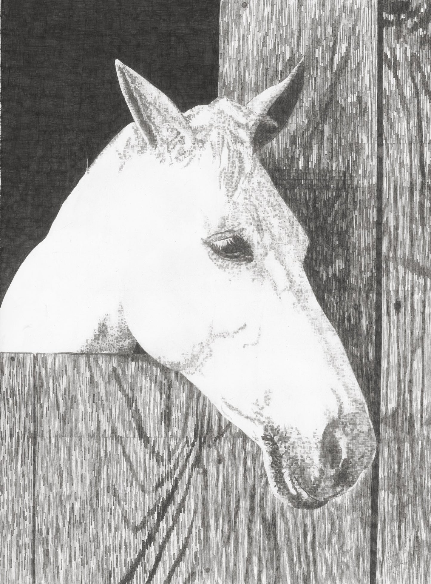 James Original Conservation Framed Drawing